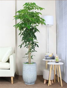 领略宁波杭州湾专业花卉租赁的魅力所在