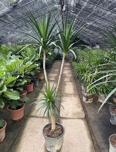 探秘宁波江北绿化养护设计,领略别样生态美