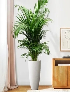 宁波奉化绿化养护价格 宁波奉化绿化养护价格